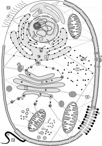 Dibujo de las partes de una célula 